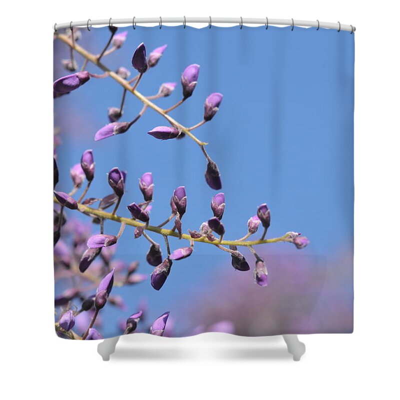  Shower Curtain featuring the photograph The Buds of Wisteria by Jenny Rainbow