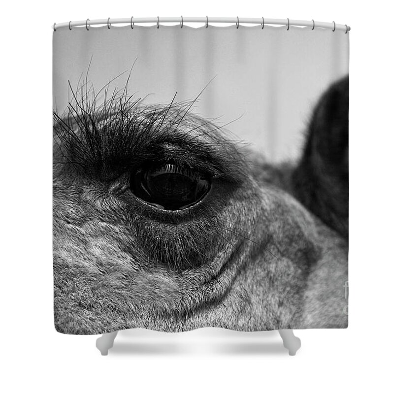 Craig Lovell Shower Curtain featuring the photograph The Camels Eye by Craig Lovell