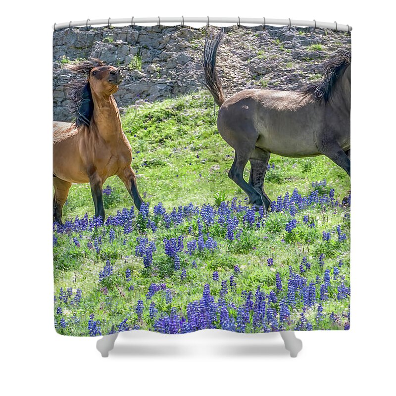 Wild Horses Shower Curtain featuring the photograph The Chase Is On by Marcy Wielfaert