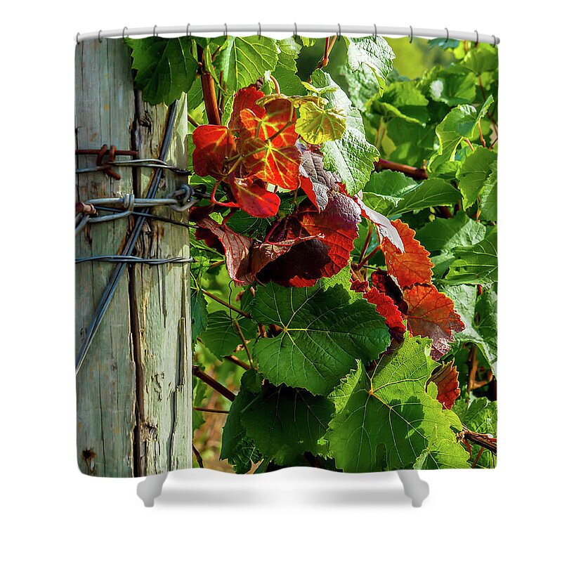 Farm Shower Curtain featuring the photograph The colors of autumn by Leslie Struxness
