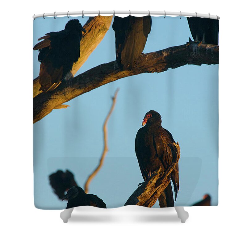 Animal Shower Curtain featuring the photograph The Committee by Melissa Southern