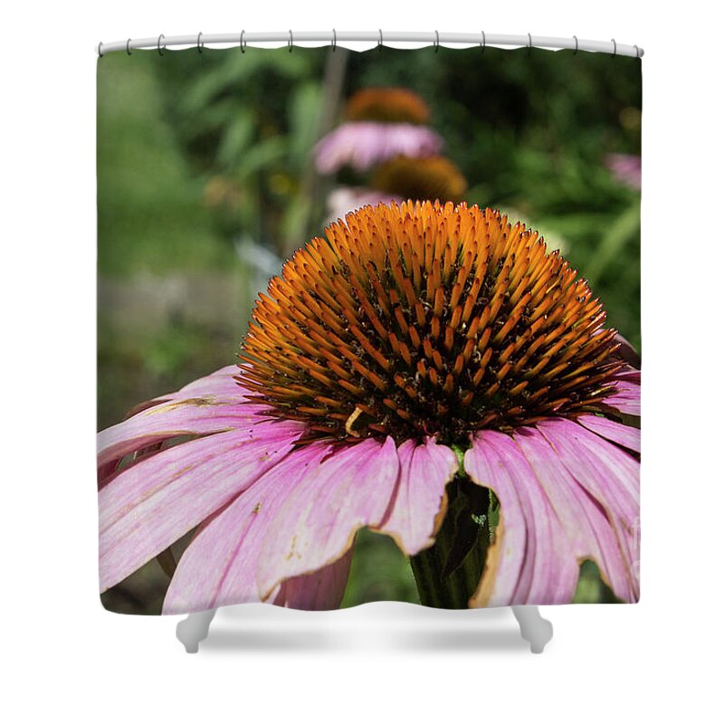 Social Shower Curtain featuring the photograph The Cornflower Row by Phil Welsher