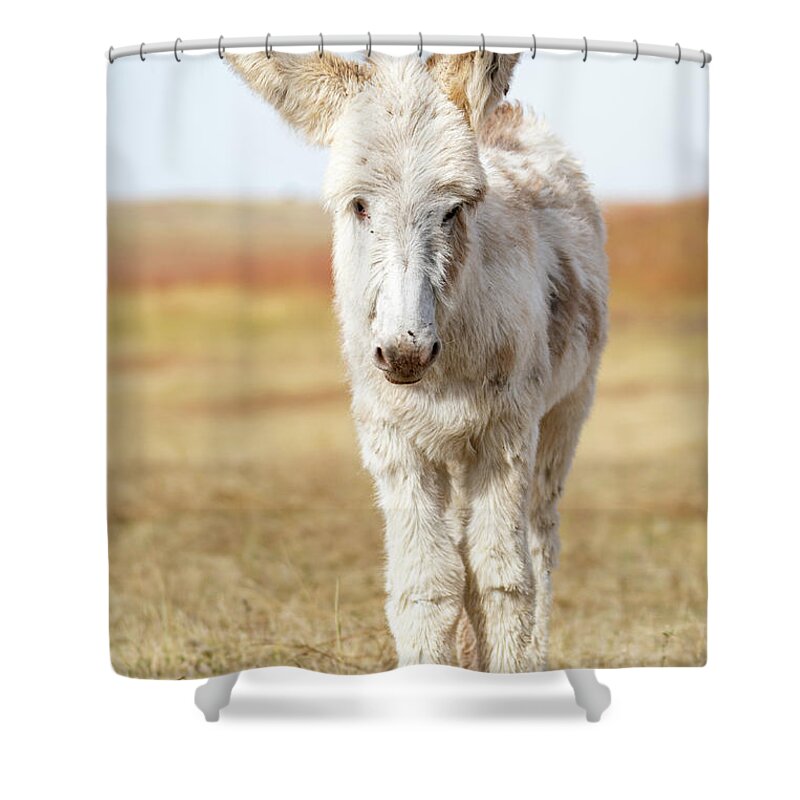 Wild Burros Shower Curtain featuring the photograph The cuteness by Mary Hone
