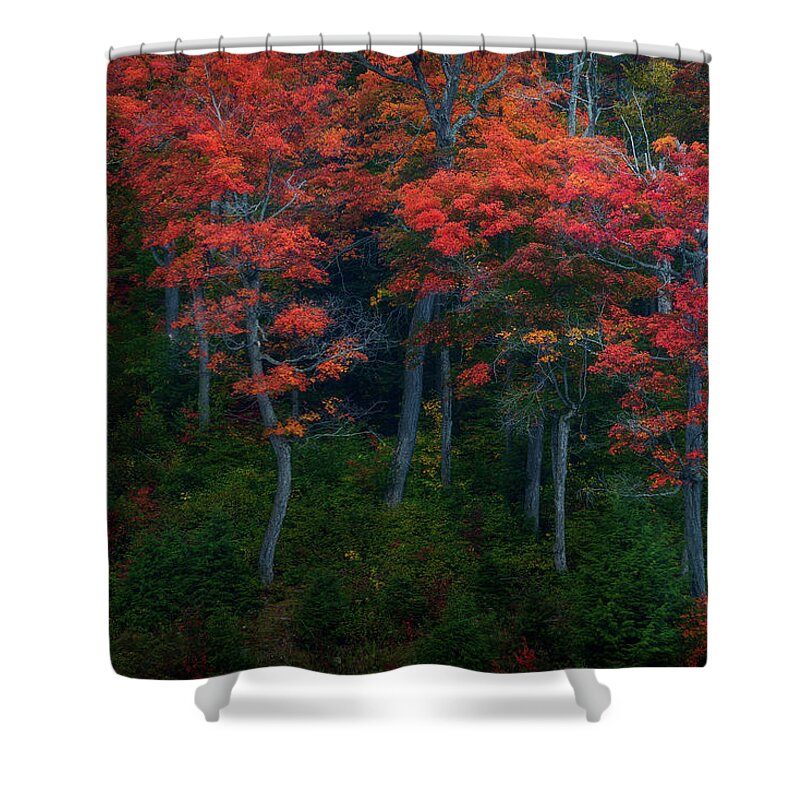 Autumn Shower Curtain featuring the photograph The Dancing Trees by Henry w Liu