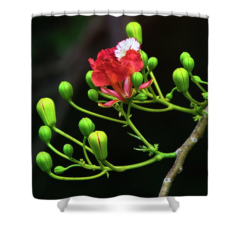 Nature Art Shower Curtain featuring the photograph The Delonix Regia by Gian Smith