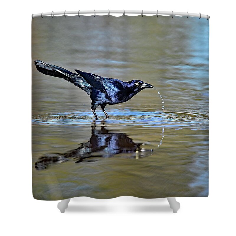  Great-tailed Grackle Shower Curtain featuring the photograph The Drink Trail - Grackle Quenching Thirst  by Amazing Action Photo Video