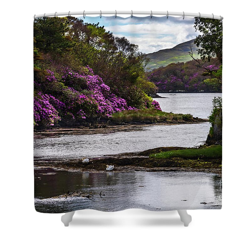 Landscape Shower Curtain featuring the photograph The Dunboy Swans by Catherine Sullivan