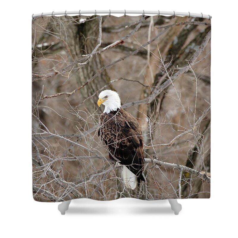 Bird Shower Curtain featuring the photograph The Eagle Has Landed by Lens Art Photography By Larry Trager