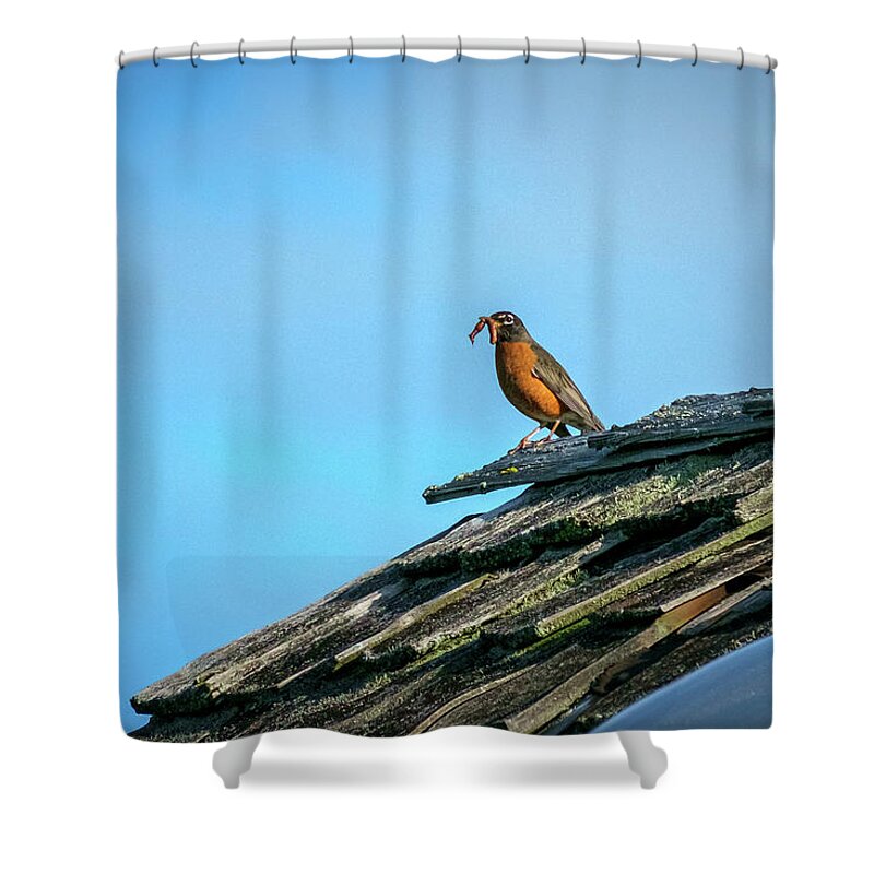 Bird Shower Curtain featuring the photograph The Early Bird Gets the Worm by Mary Lee Dereske