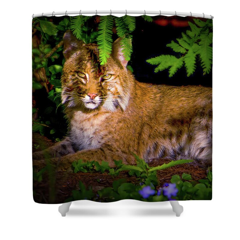 Bobcat Shower Curtain featuring the photograph The Elegant Bobcat by Mark Andrew Thomas