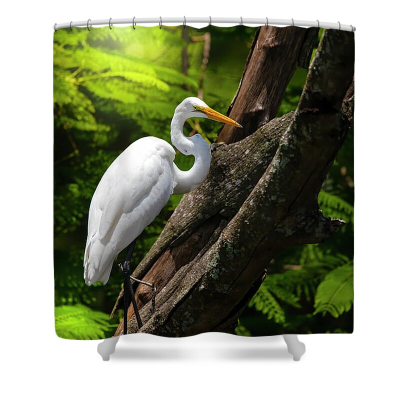 Great White Egret Shower Curtain featuring the photograph The Elegant Great White Egret by Mark Andrew Thomas