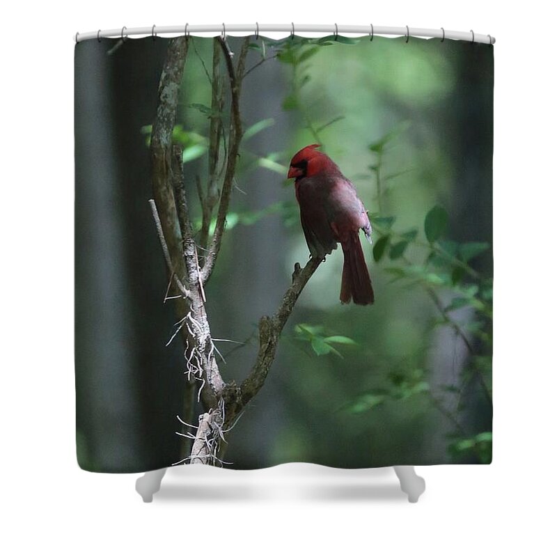 Cardinal Shower Curtain featuring the photograph The Elusive Cardinal by Carol Groenen