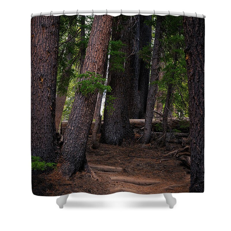 Forest Shower Curtain featuring the photograph The Enchanted Forest by Abigail Diane Photography