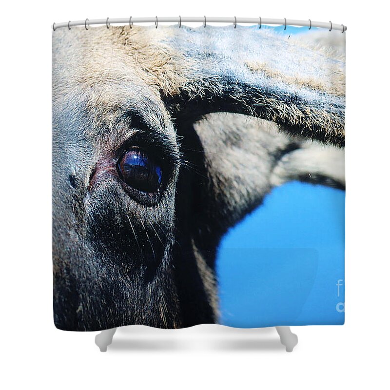 Alaska Shower Curtain featuring the photograph The Eye of the Moose by Doug Gist