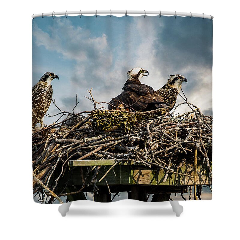 Ospreys Shower Curtain featuring the photograph The Family by Walt Baker