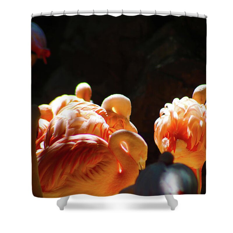 Animals Shower Curtain featuring the photograph The Flamboyant Flamingo by Marcus Jones