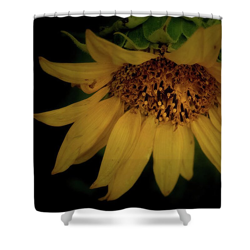 Flower Shower Curtain featuring the photograph The Flashy Wild Sunflower by Laura Putman