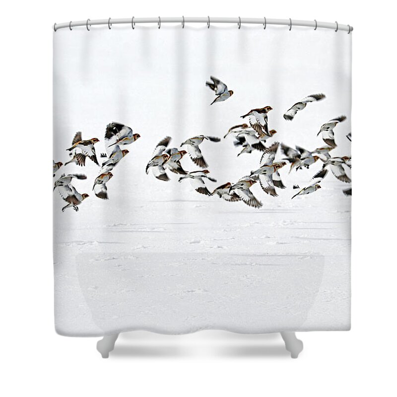Snow Buntings Shower Curtain featuring the photograph The Flight Of The Snow Buntings by Debbie Oppermann