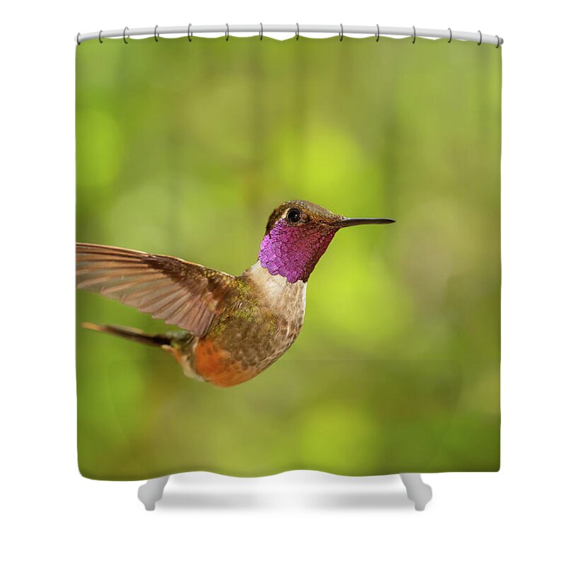 Calliphlox Bryantae Shower Curtain featuring the photograph The Forest Fairy - Magenta Throated Woodstar by Roeselien Raimond