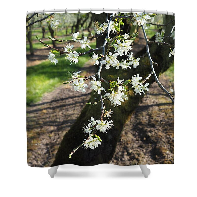 Plums Shower Curtain featuring the photograph The Fragile Nature of Farming by Leslie Struxness