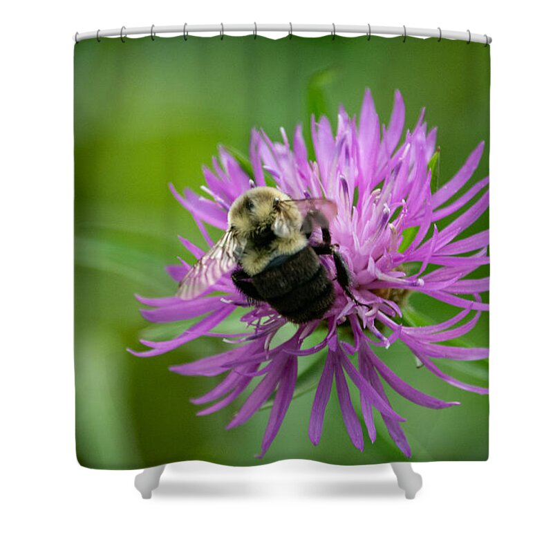 Bumble Bee Shower Curtain featuring the photograph The Gentle Bumble Bee by Linda Bonaccorsi