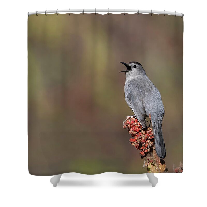 Grey Bird Shower Curtain featuring the photograph The gray catbird by Mircea Costina Photography