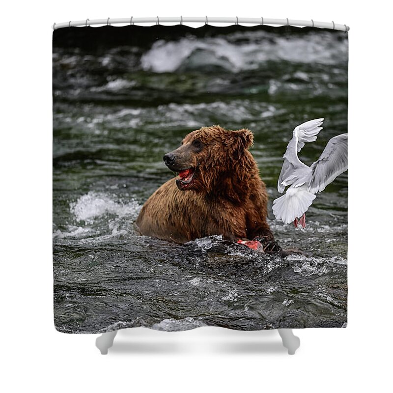 Ursus Arctos Gyas Shower Curtain featuring the photograph The Grizzly Fights With Seagull - Brooks Falls, Katmai National Park by Amazing Action Photo Video