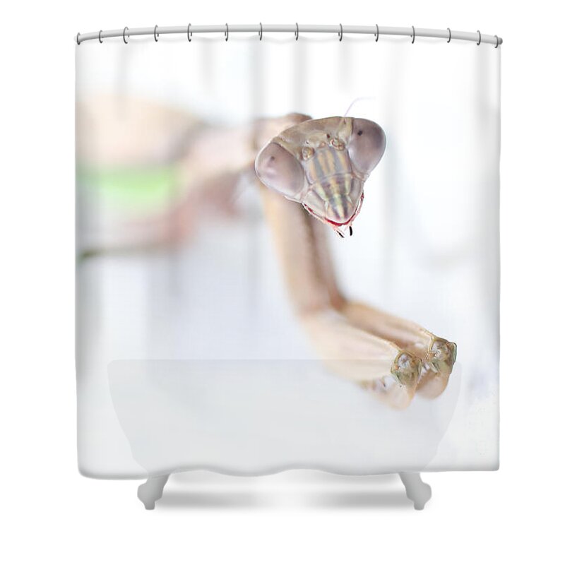 Praying Mantis Shower Curtain featuring the photograph The Hungry Praying Mantis by Tony Lee