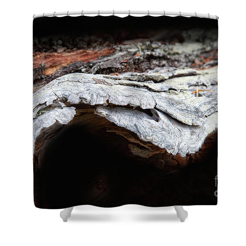 Abstracts Shower Curtain featuring the photograph The Journey by Marilyn Cornwell
