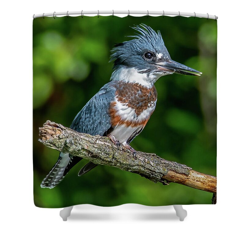 Animals Shower Curtain featuring the photograph The King by Brian Shoemaker