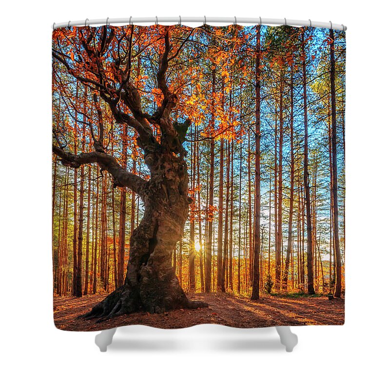 Belintash Shower Curtain featuring the photograph The King Of the Trees by Evgeni Dinev