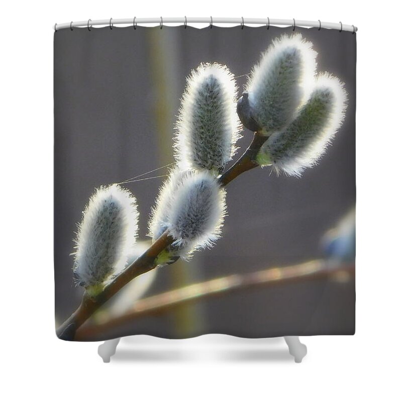The Kittens Of Spring Shower Curtain featuring the photograph The Kittens of Spring by Karen Cook