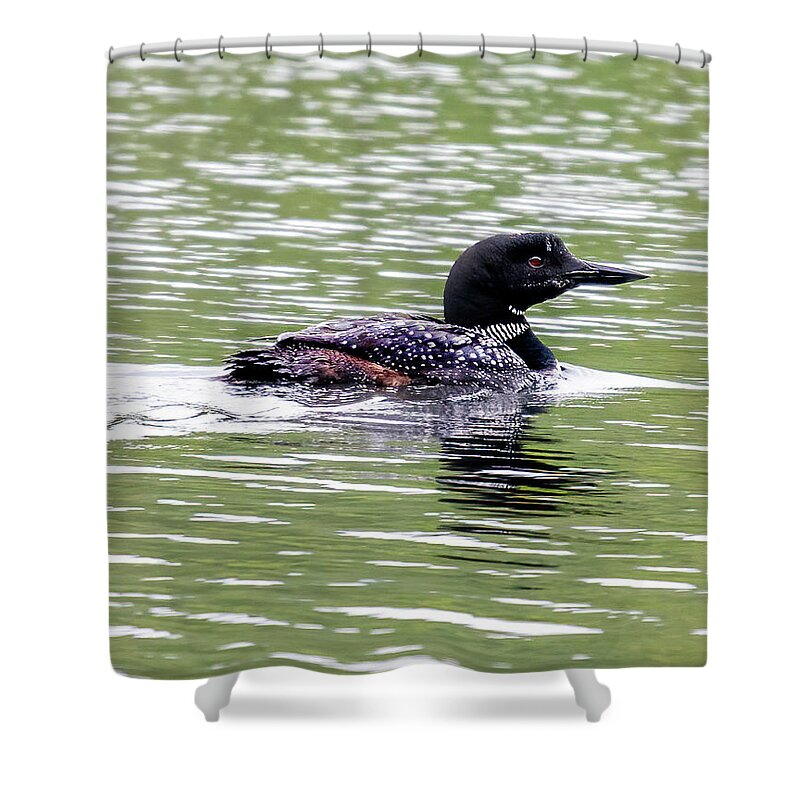 Loon Shower Curtain featuring the photograph The Loon in the Morning by Regina Muscarella