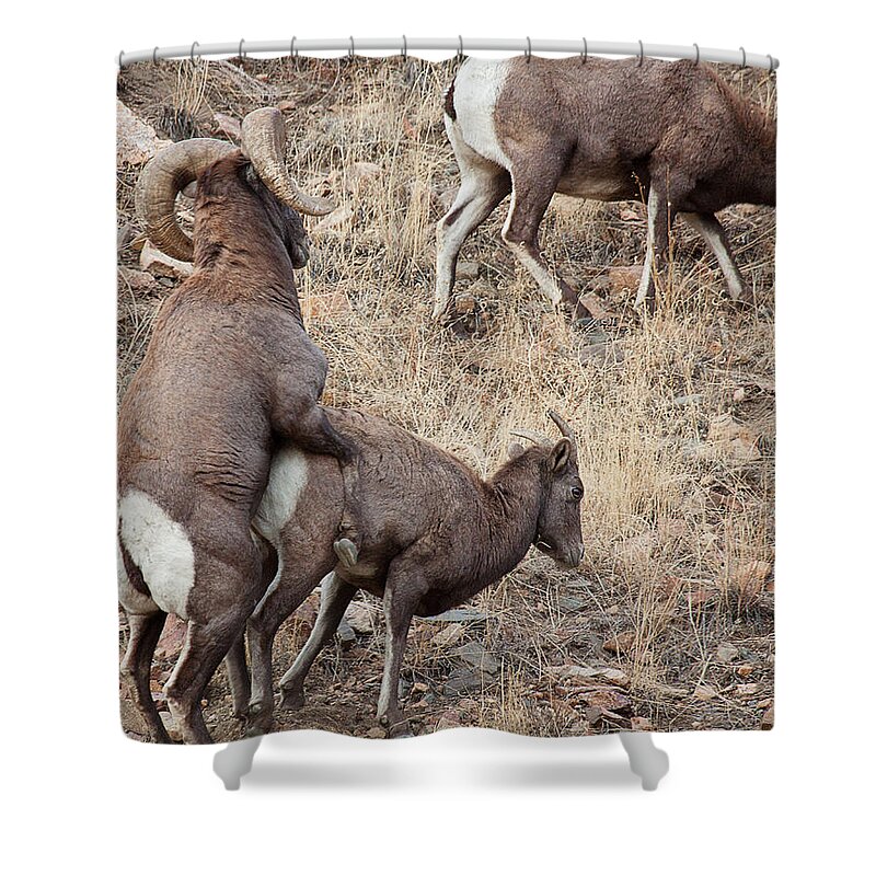 Mating Bighorn Sheep Photograph Shower Curtain featuring the photograph The Mating Game by Jim Garrison