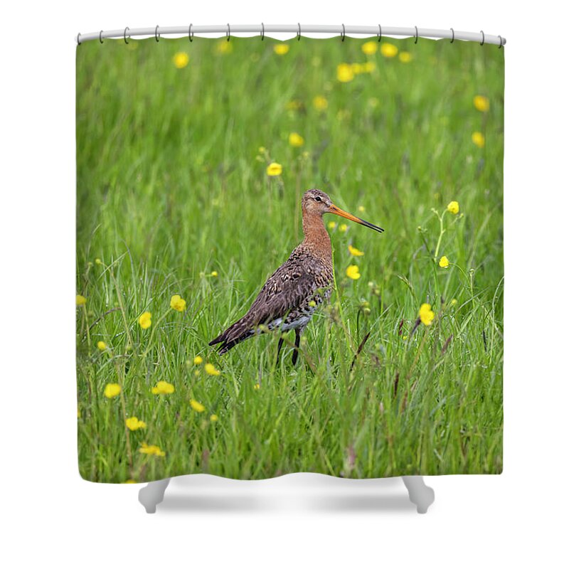 Nature Shower Curtain featuring the photograph The Meadow Bird The Godwit by MPhotographer