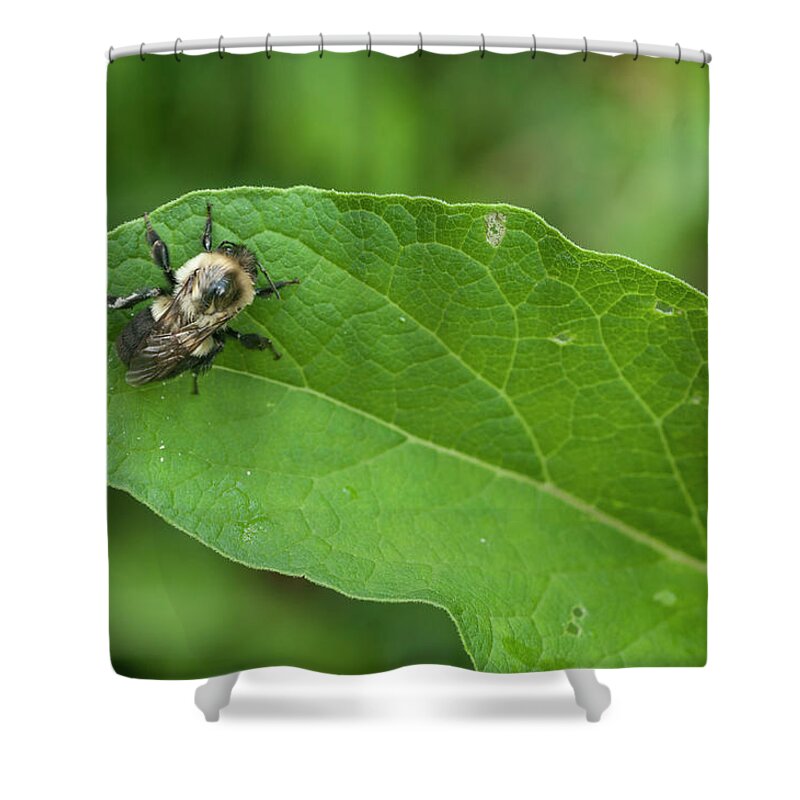 Blue Ridge Mountains Shower Curtain featuring the photograph The Pollinator by Melissa Southern