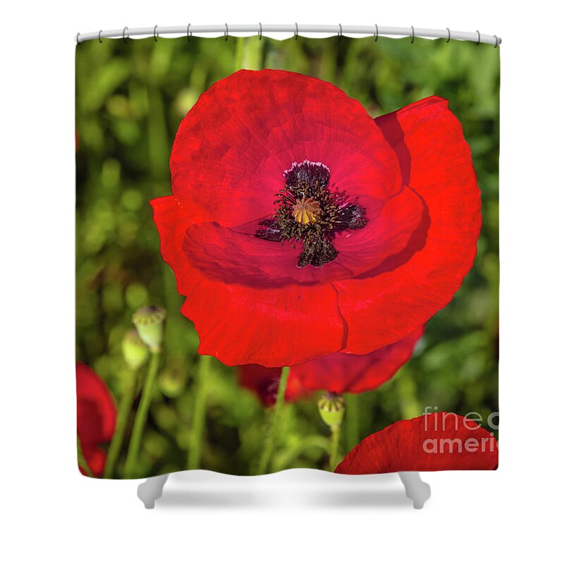 Poppy Shower Curtain featuring the photograph The poppy series #7 by Lyl Dil Creations