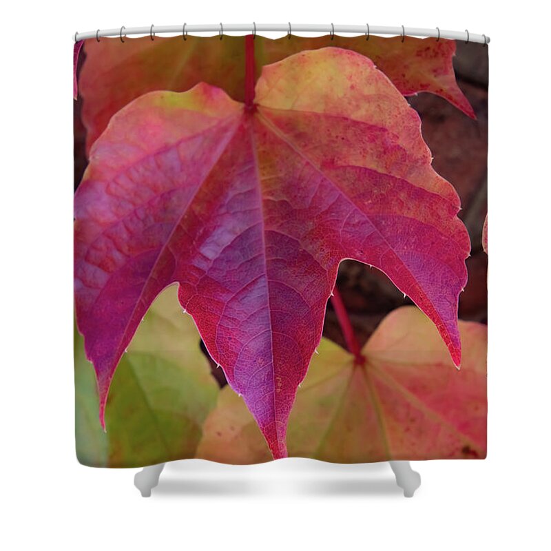 The Red Leaf Shower Curtain featuring the photograph The Red Ivy Leaf by Christina McGoran