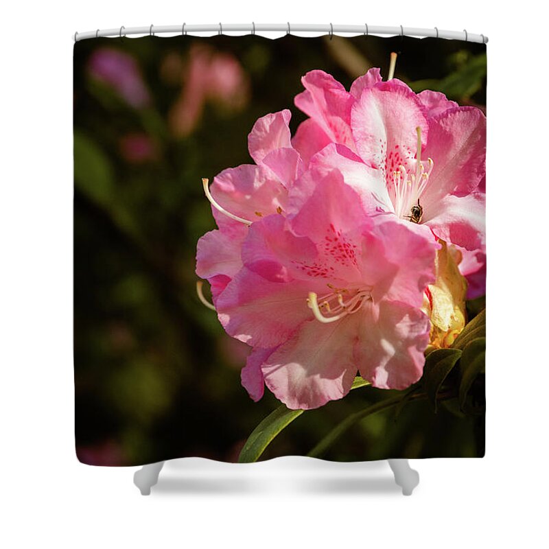 Bee Shower Curtain featuring the photograph The Rhododendron and the Bee by Joni Eskridge