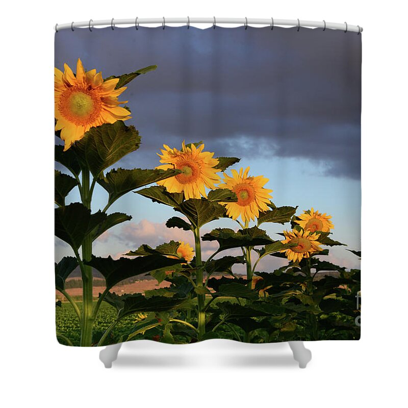 Unflower Shower Curtain featuring the photograph The row of sunflowers by Arik Baltinester
