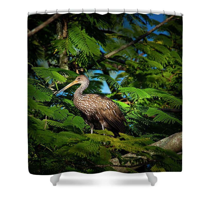 Limpkin Shower Curtain featuring the photograph The Royal Limpkin by Mark Andrew Thomas