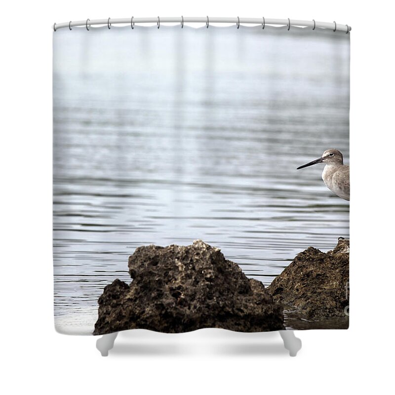 Bird; Sandpiper; Water; Gulf Of Mexico; Florida; Key West; Sunlight; Reflections; Ripples; Rocks; Beach; Shower Curtain featuring the photograph The Sandpiper by Tina Uihlein