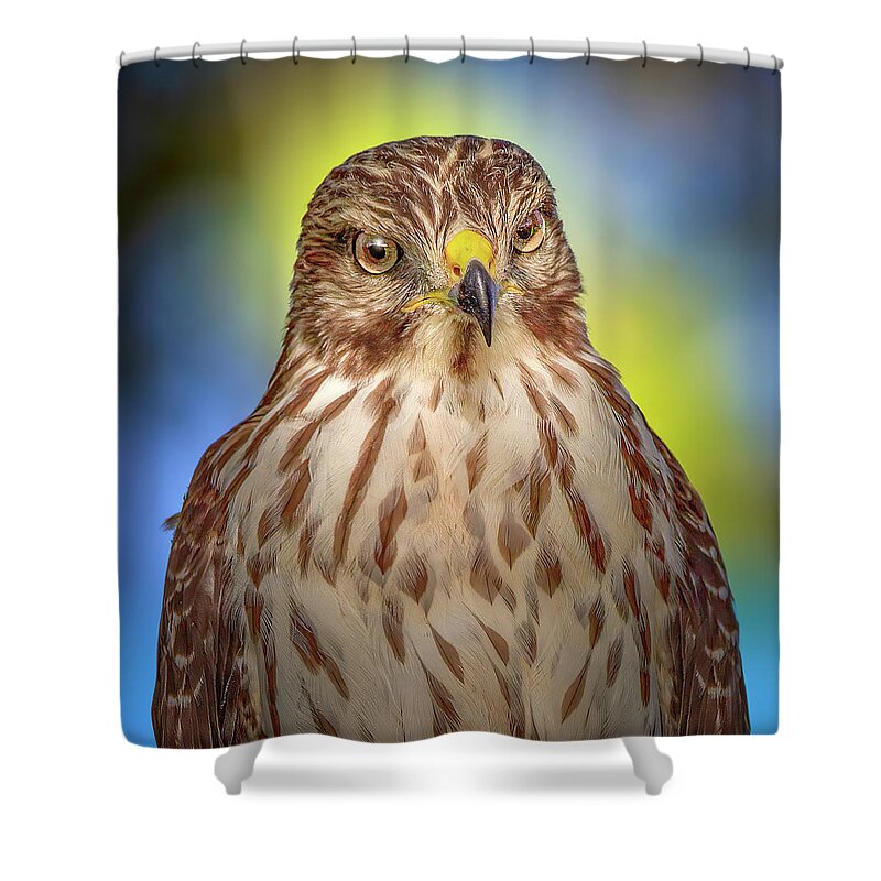 Red Shouldered Hawk Shower Curtain featuring the photograph The Serious Hawk by Mark Andrew Thomas