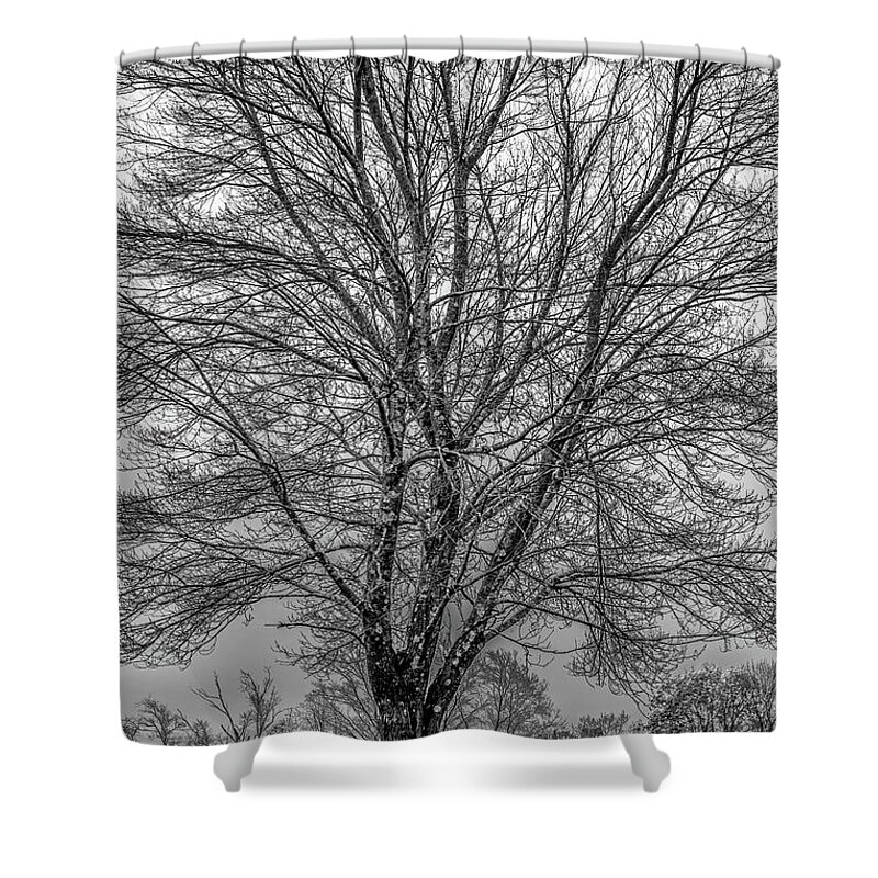 Tree Shower Curtain featuring the photograph The Shape of a Tree by David Lee