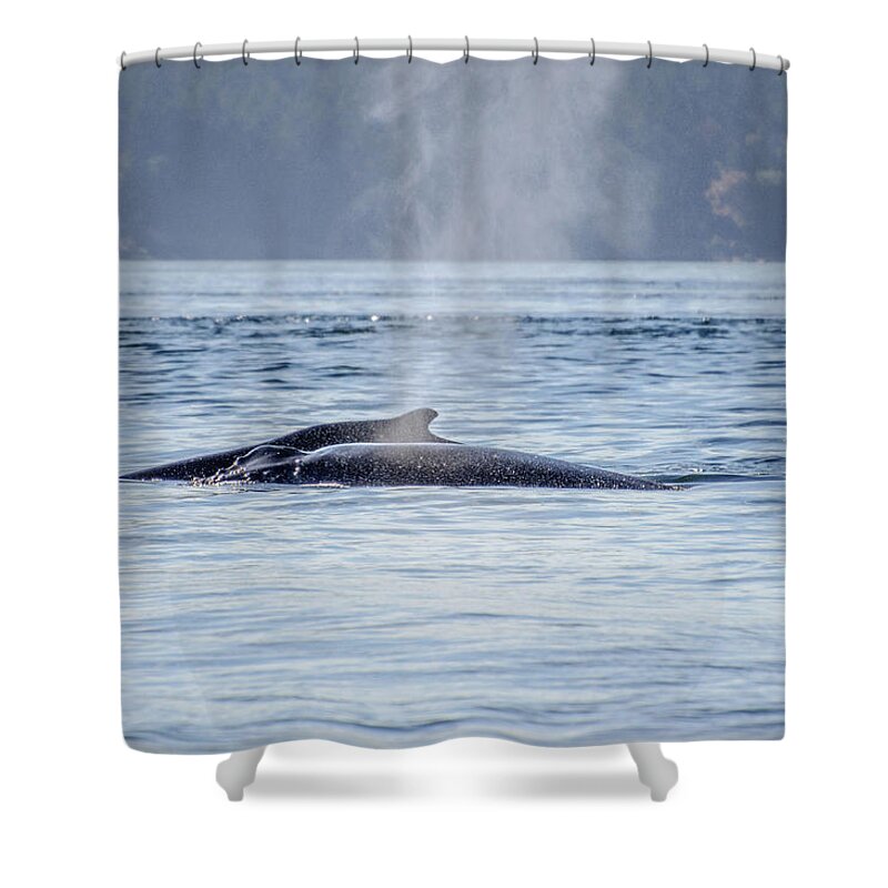 Humpback Whales Shower Curtain featuring the photograph The Spirit Revealed Mother and Child Humpback Whales by Roxy Hurtubise