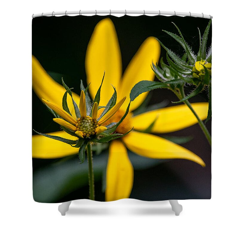 Sunflower Shower Curtain featuring the photograph The Stages of Bloom by Linda Bonaccorsi