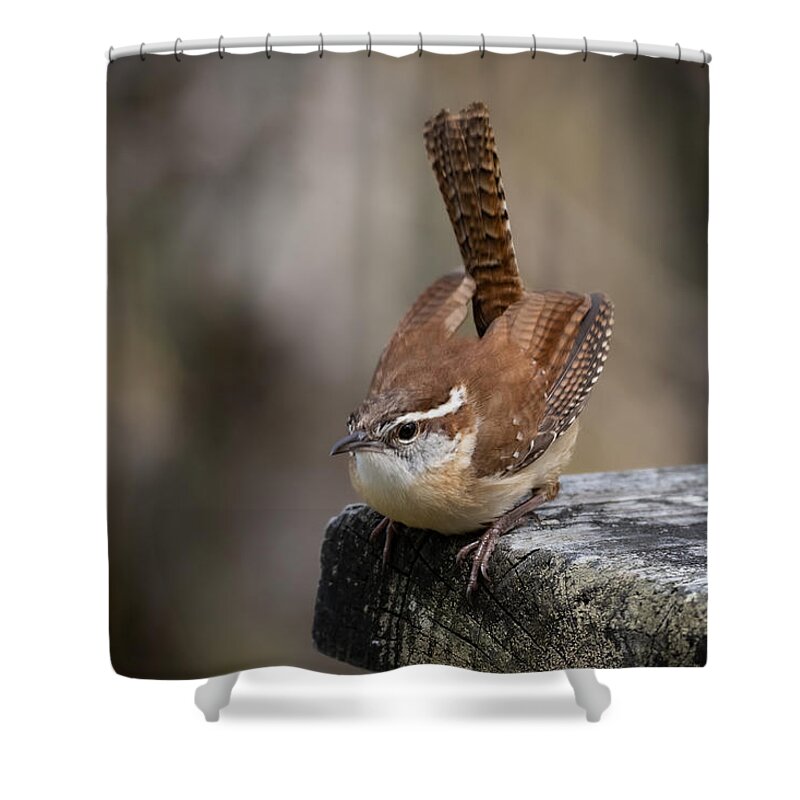 Bird Shower Curtain featuring the photograph The Tail of the Carolina Wren by Linda Bonaccorsi