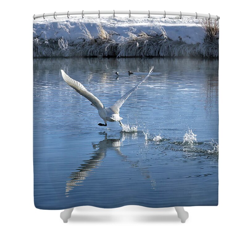 Trumpeter Swans Shower Curtain featuring the photograph The Take-Off by Cheryl Strahl