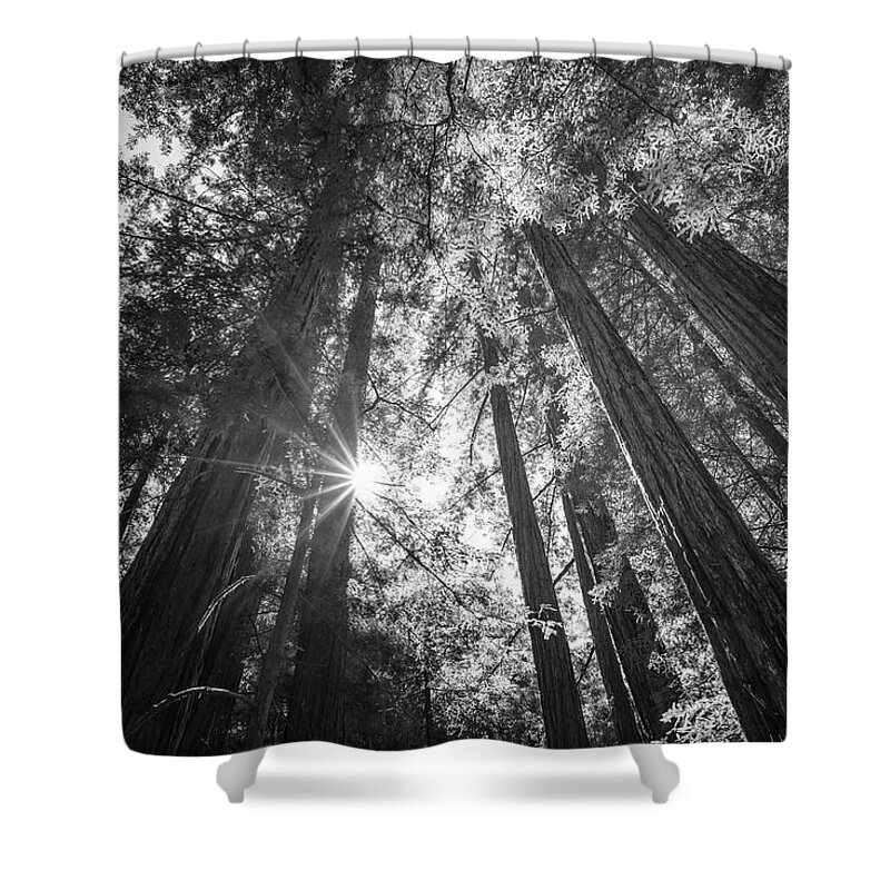 Santa Cruz Shower Curtain featuring the photograph The Tallest Redwoods Monochrome by Joseph S Giacalone