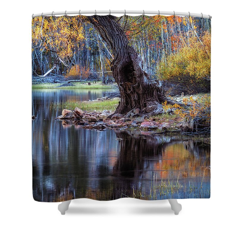 Beach Shower Curtain featuring the photograph The Tree at Lundy Lake by Laura Roberts